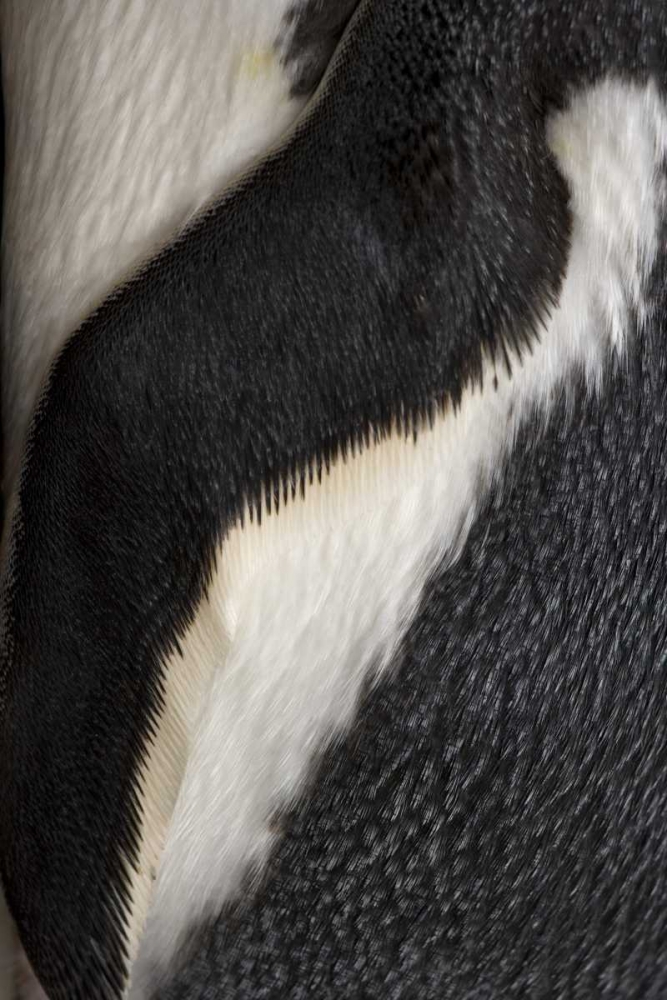 South Georgia Island Gentoo penguin flipper
